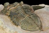 Bumpy Zlichovaspis Trilobite - Issoumour, Morocco #154285-6